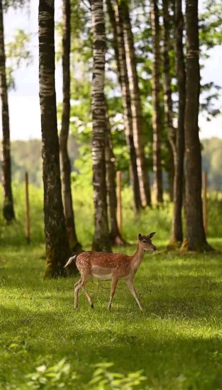 Mārupes Pirts — Viesu nams mežā